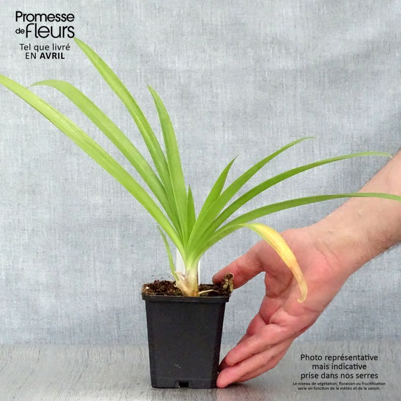 Example of Sinisarja Enigma Godet de 8/9 cm as you get in printemps