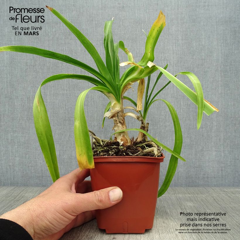 Example of Sinisarja Enigma Pot de 1L/1,5L as you get in printemps