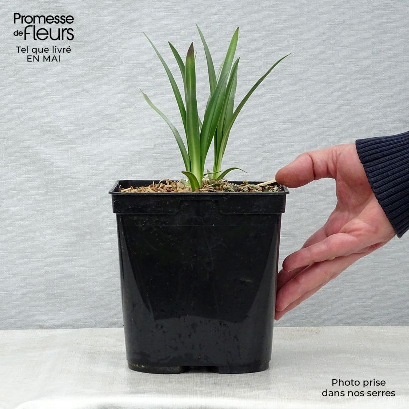 Example of Sinisarja Flower of Love Pot de 3L/4L as you get in printemps