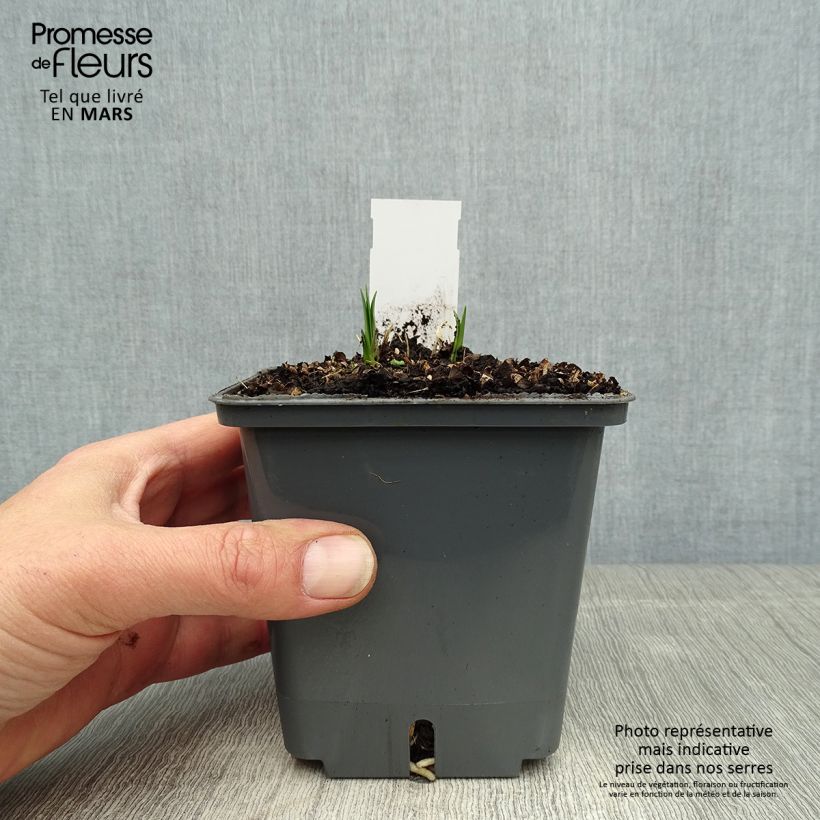 Example of Sinisarja Flower of Love Pot de 1L/1,5L as you get in printemps