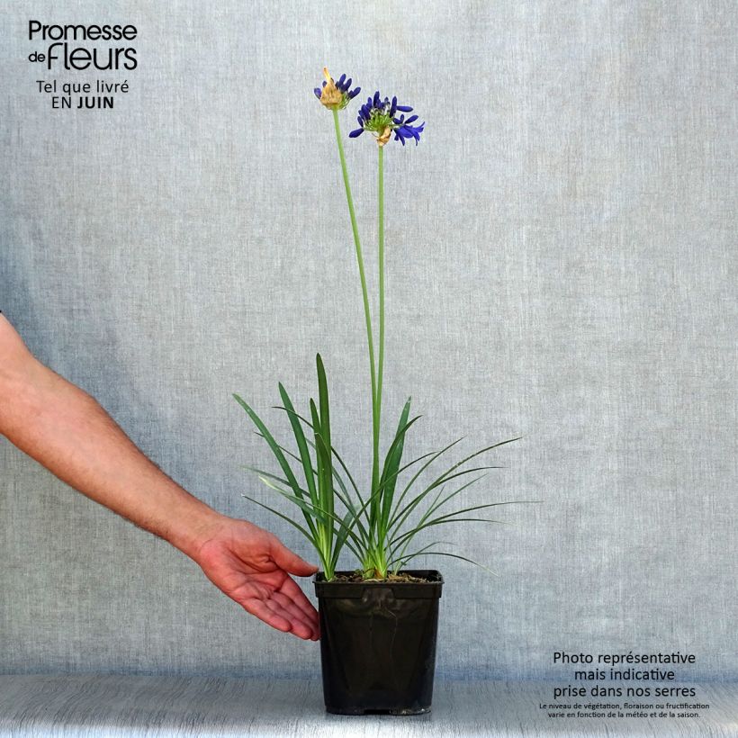 Esimerkki kesällä toimitetusta Sinisarja Flower of Love Ruukku 3L / 4L-taimesta