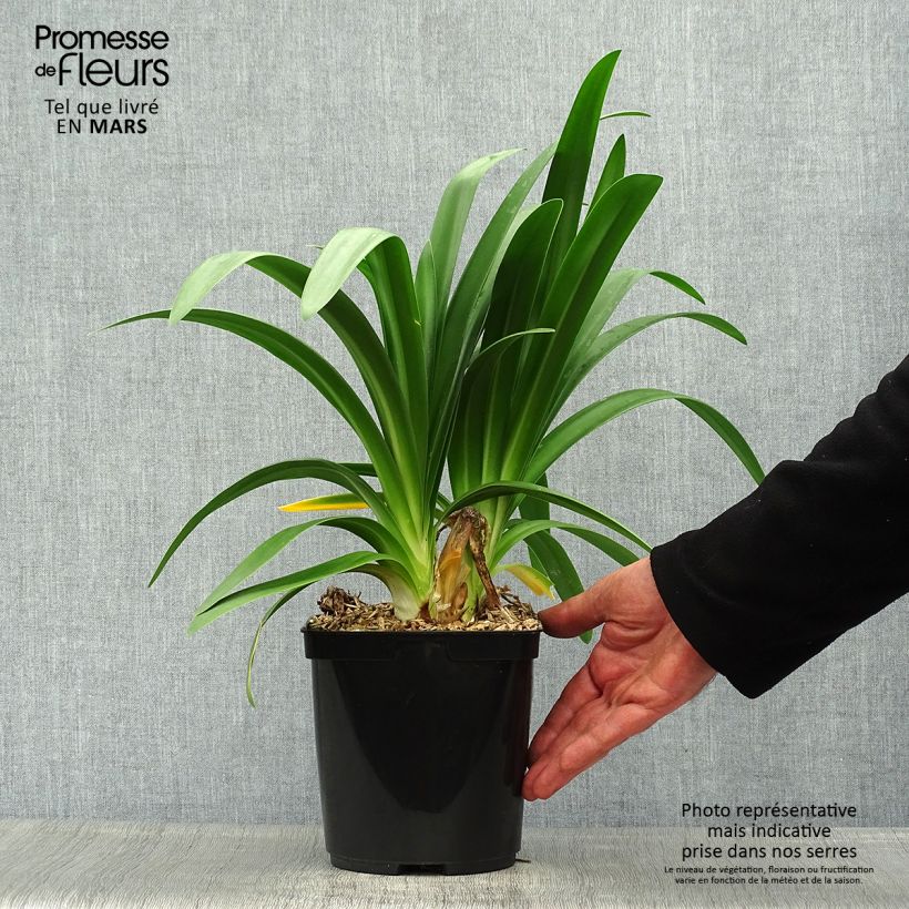 Example of Sinisarja Full Moon Pot de 2L/3L as you get in printemps