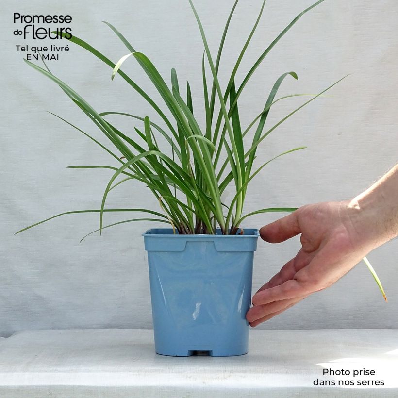 Example of Sinisarja Glacier Stream Pot de 2L/3L as you get in printemps