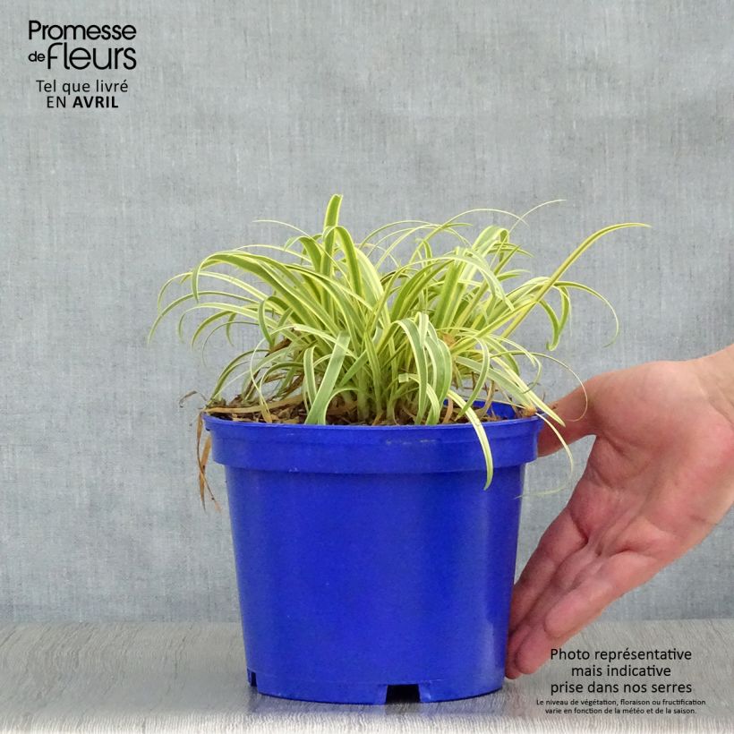 Example of Sinisarja Golden Drop Pot de 2L/3L as you get in printemps