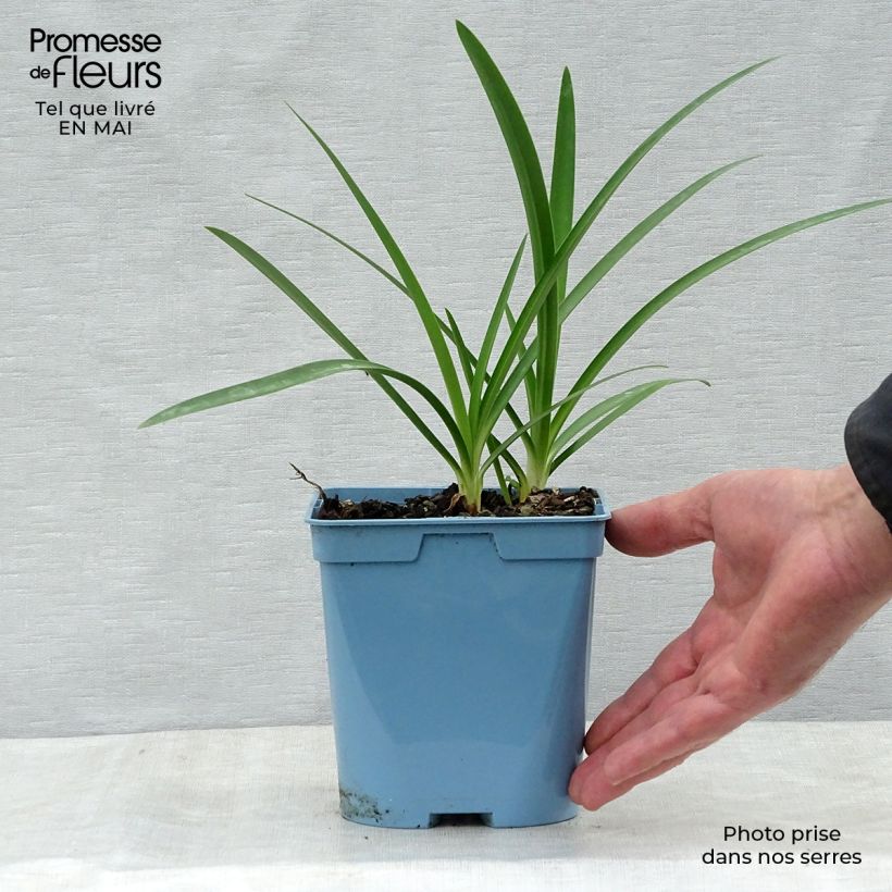Example of Sinisarja Graphite Blue Pot de 2L/3L as you get in printemps