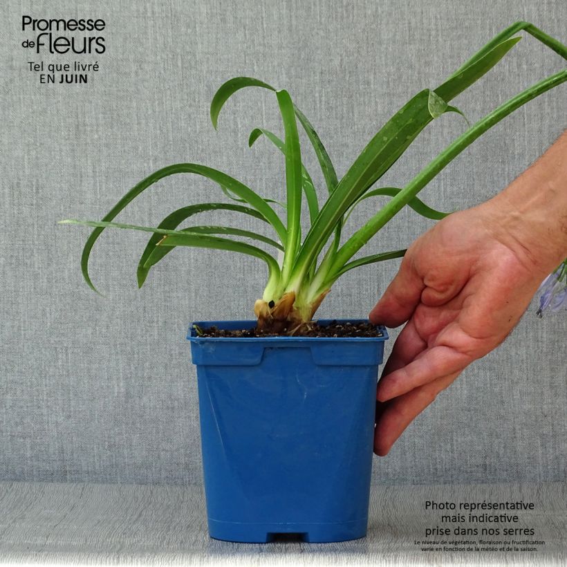 Esimerkki kesällä toimitetusta Sinisarja Graphite Blue Pot de 2L/3L-taimesta