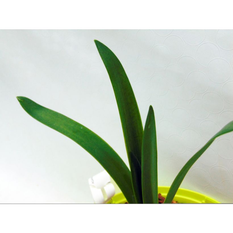 Sinisarja Graphite White (Foliage)