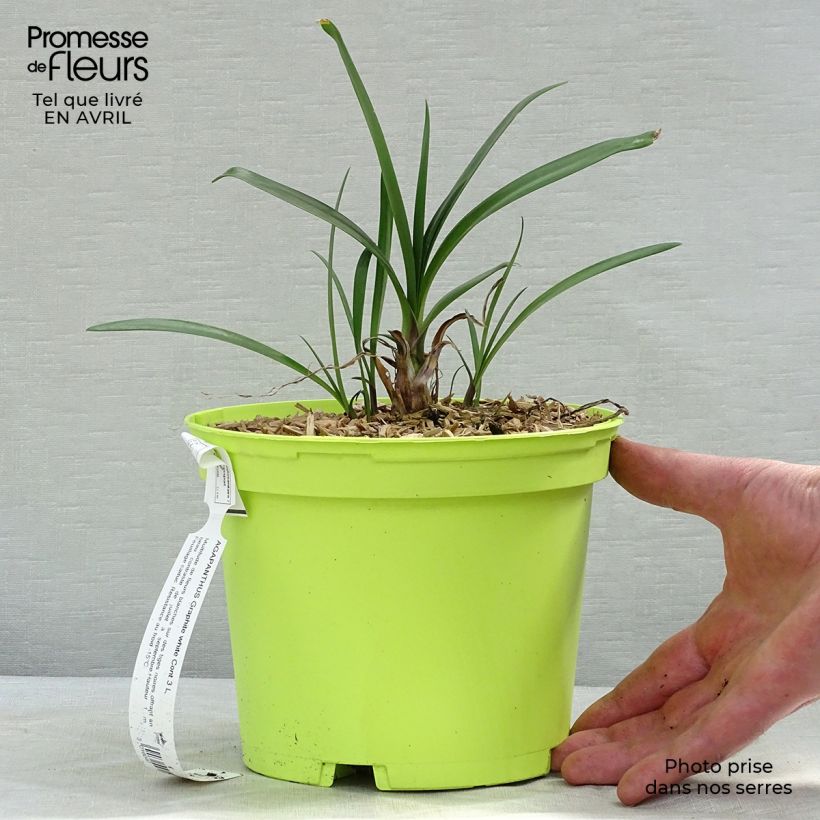 Example of Sinisarja Graphite White Pot de 2L/3L as you get in printemps