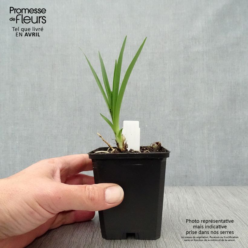 Example of Sinisarja Headbourne Blue Godet de 8/9 cm as you get in printemps