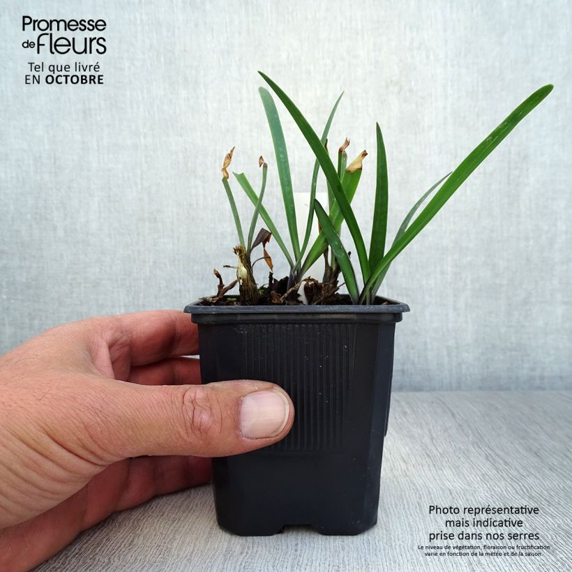 Esimerkki syksyllä toimitetusta Sinisarja Intermedius 8/9 cm taimiruukku-taimesta