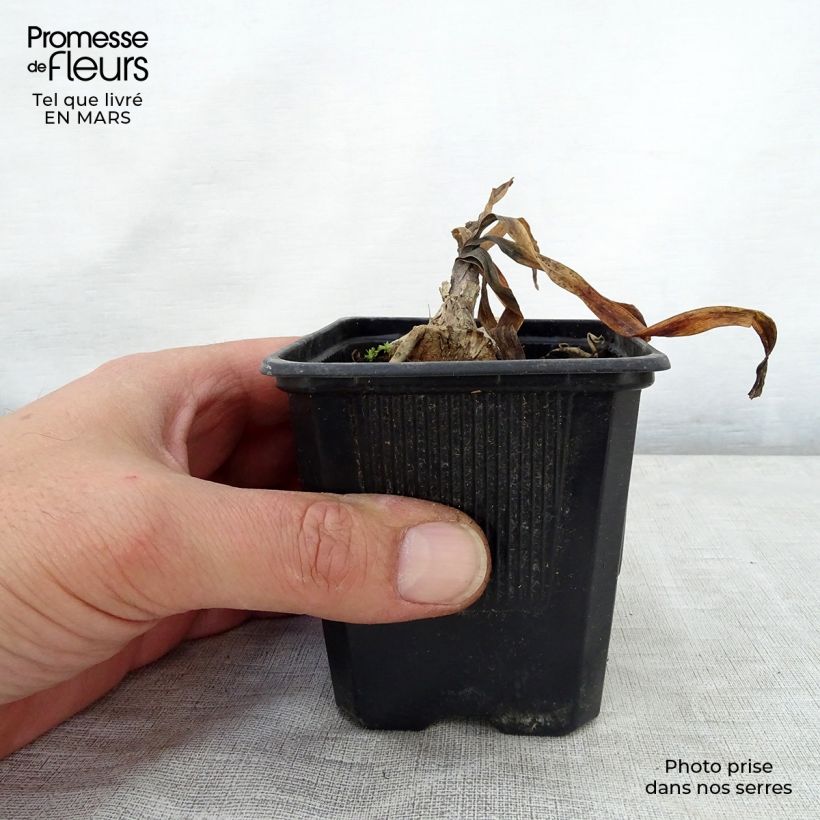 Example of Sinisarja Intermedius Godet de 8/9 cm as you get in printemps