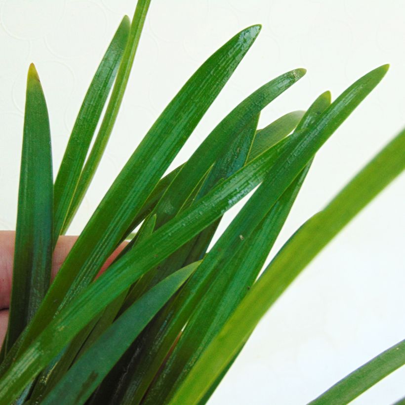Sinisarja Lapis Lazuli (Foliage)