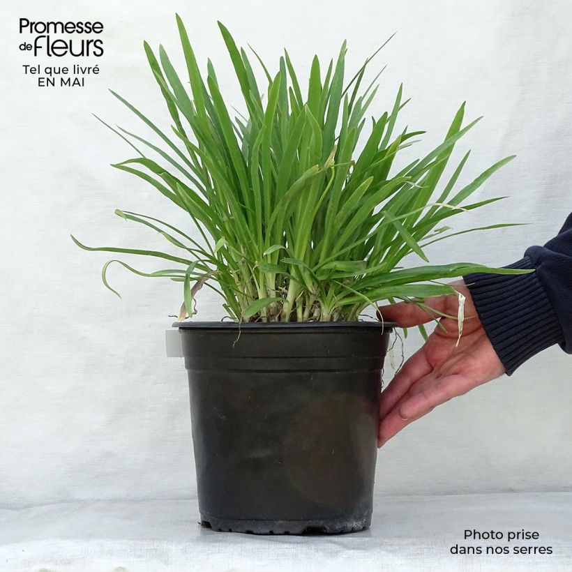 Example of Sinisarja Lapis Lazuli Pot de 2L/3L as you get in printemps