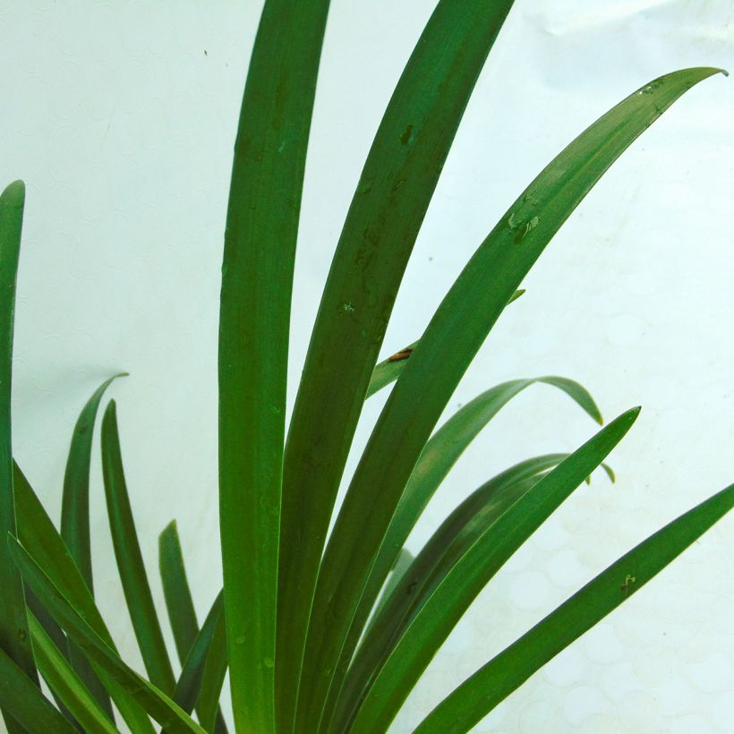 Sinisarja Lavender Haze (Foliage)
