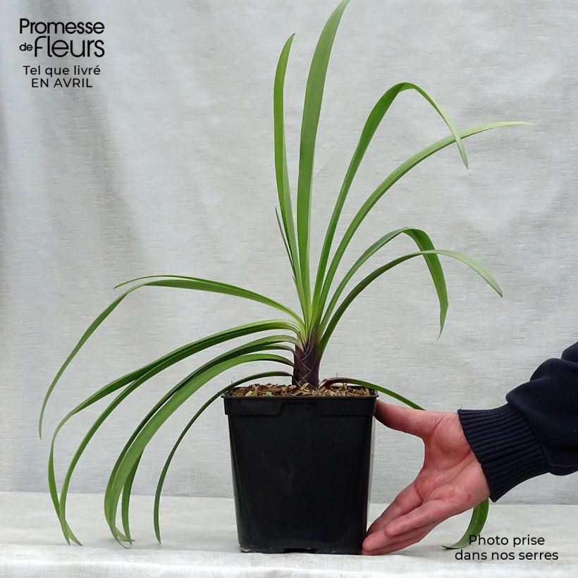 Example of Sinisarja Megan s Mauve Pot de 2L/3L as you get in printemps