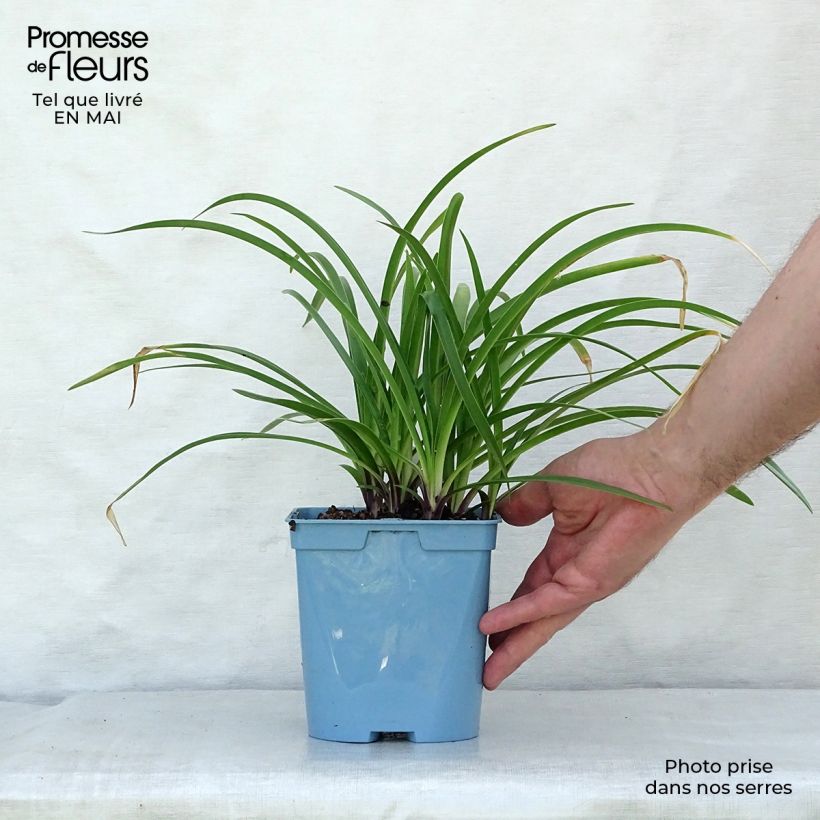 Example of Sinisarja Navy Blue Pot de 2L/3L as you get in printemps