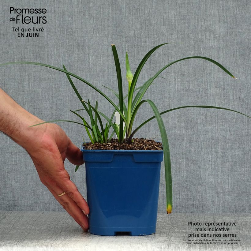Esimerkki kesällä toimitetusta Sinisarja Northern Star Pot de 2L/3L-taimesta