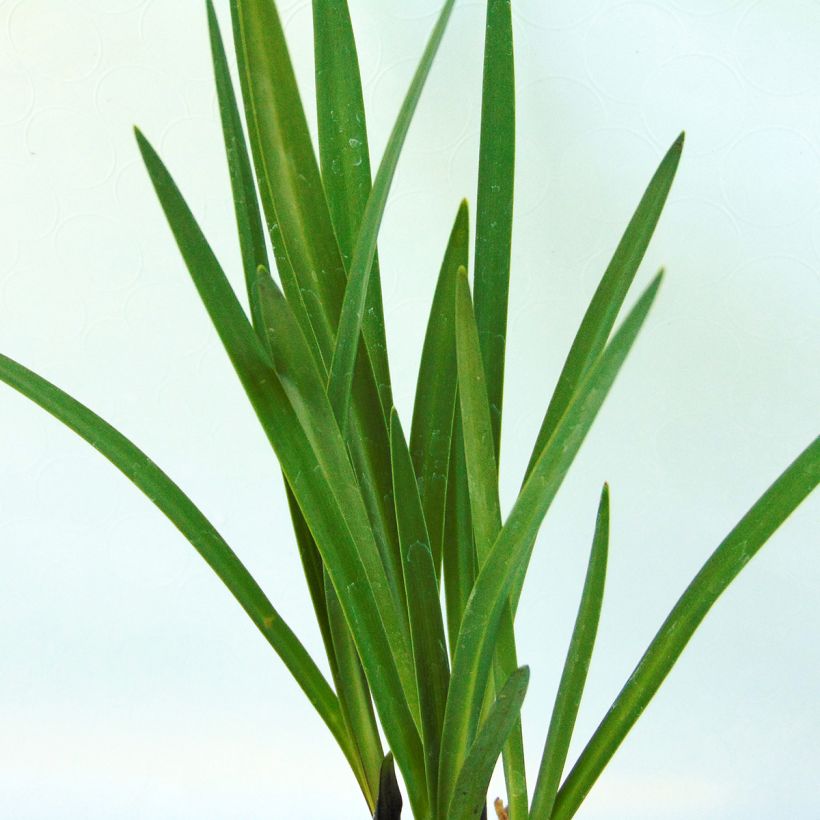 Sinisarja Northern Star (Foliage)