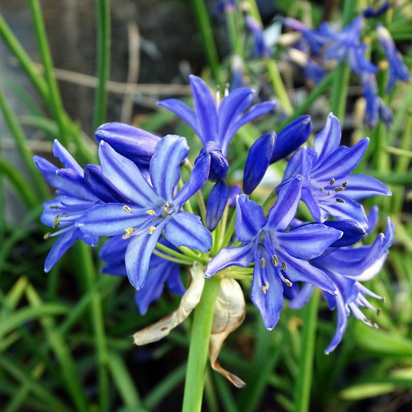 Sinisarja Northern Star (Flowering)