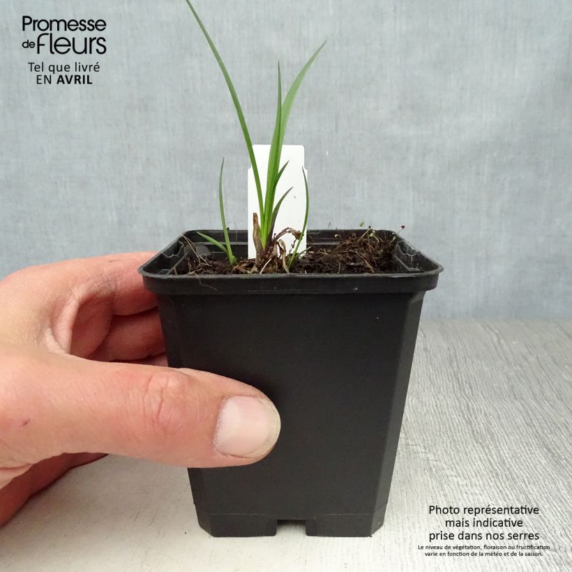 Example of Sinisarja Northern Star Godet de 8/9 cm as you get in printemps