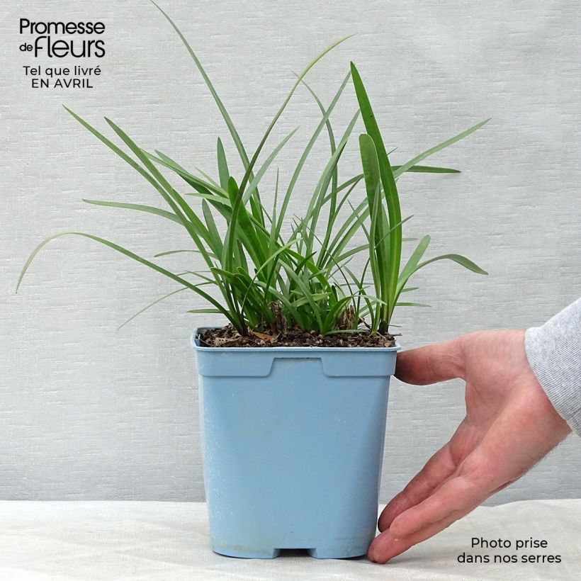 Example of Sinisarja Northern Star Pot de 2L/3L as you get in printemps