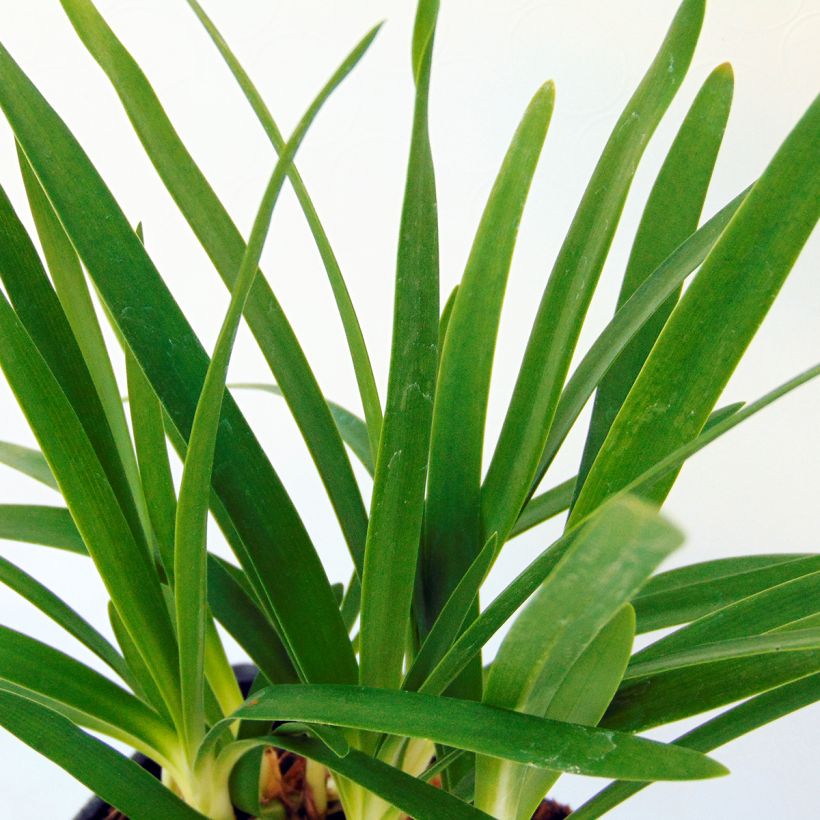 Afrikansinisarja Peter Pan (Foliage)