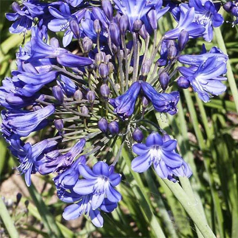 Afrikansinisarja Peter Pan (Flowering)