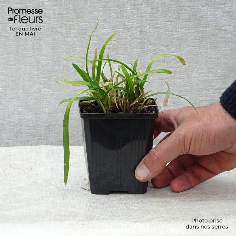 Example of Afrikansinisarja Peter Pan Godet de 8/9 cm as you get in printemps