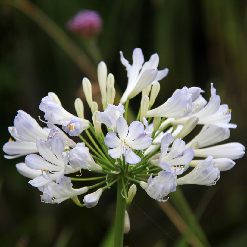Sinisarja Phantom (Flowering)