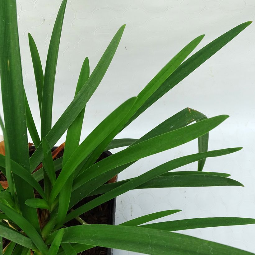 Sinisarja Pitchoune Blue (Foliage)