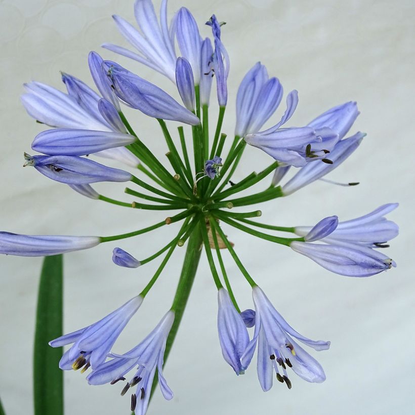 Sinisarja Pitchoune Blue (Flowering)
