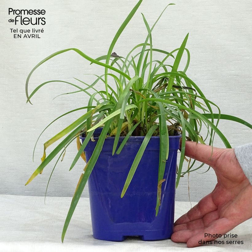 Example of Sinisarja Pitchoune Blue Pot de 2L/3L as you get in printemps