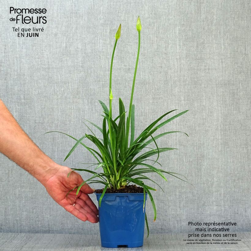 Esimerkki kesällä toimitetusta Sinisarja Pitchoune Blue Pot de 2L/3L-taimesta