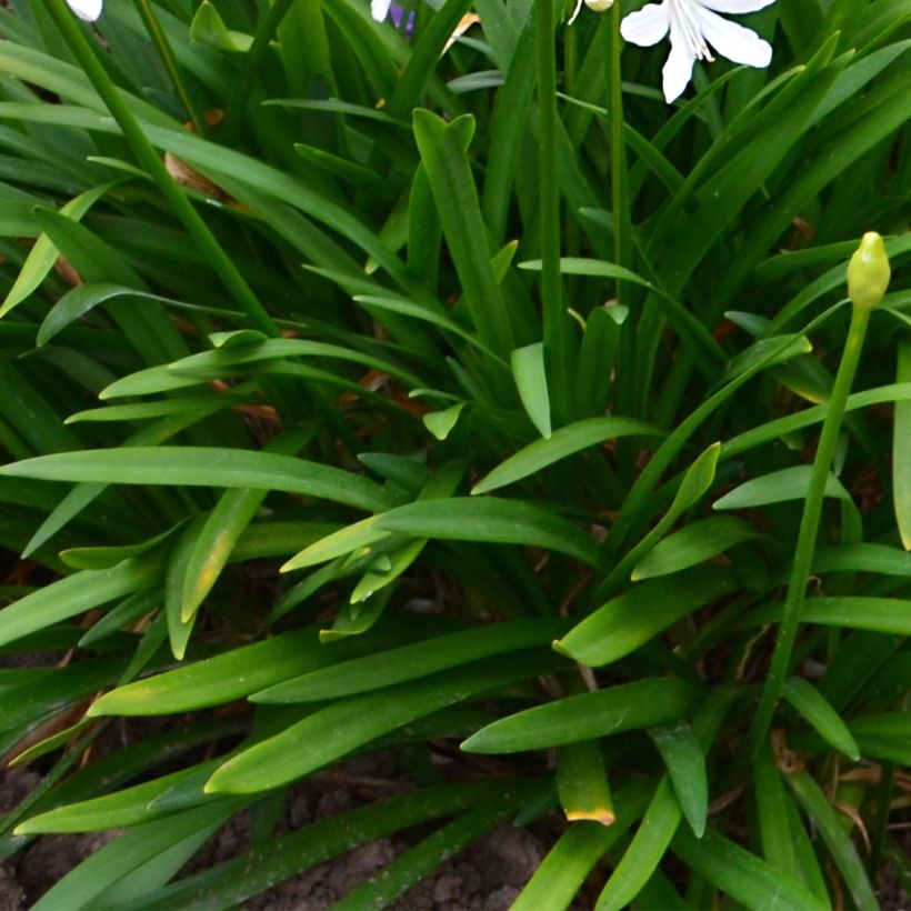 Afrikansinisarja Pitchoune White (Foliage)