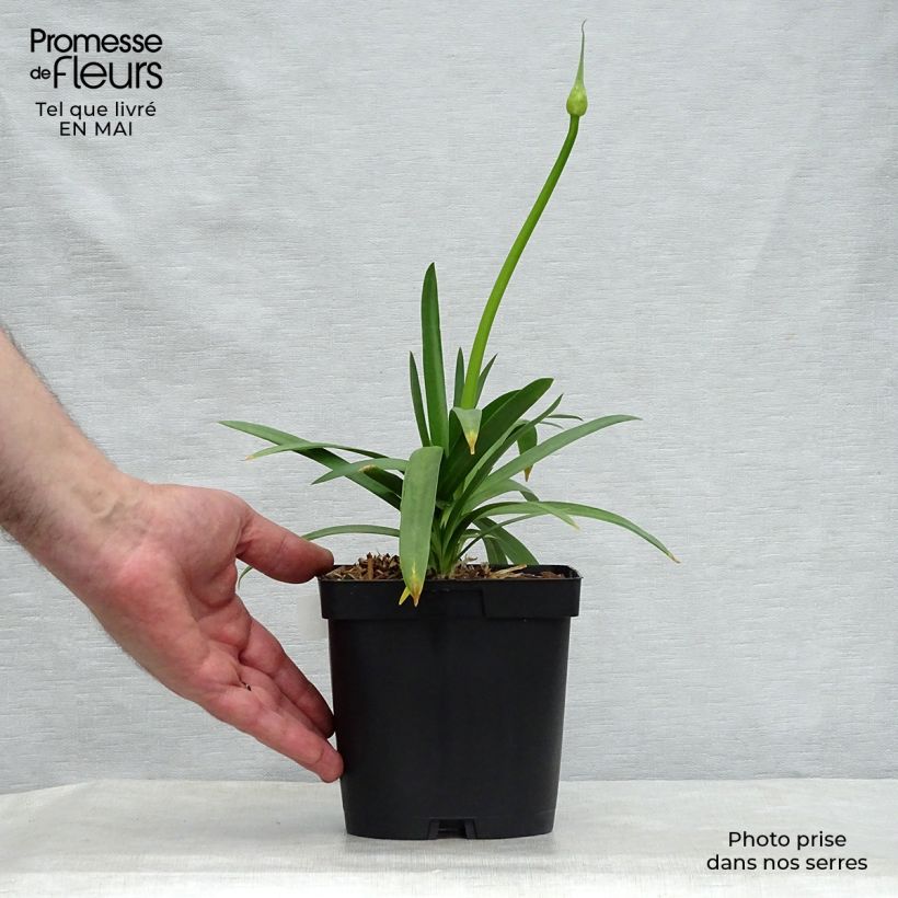 Example of Afrikansinisarja Pitchoune White Pot de 2L/3L as you get in printemps