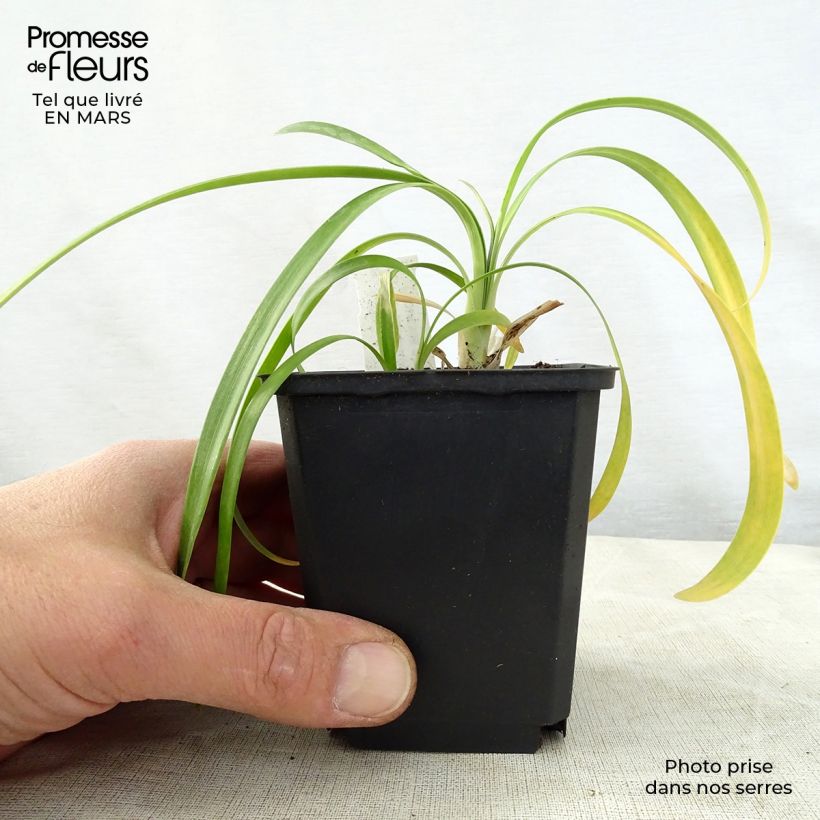 Example of Afrikansinisarja Polar Ice Godet de 8/9 cm as you get in printemps