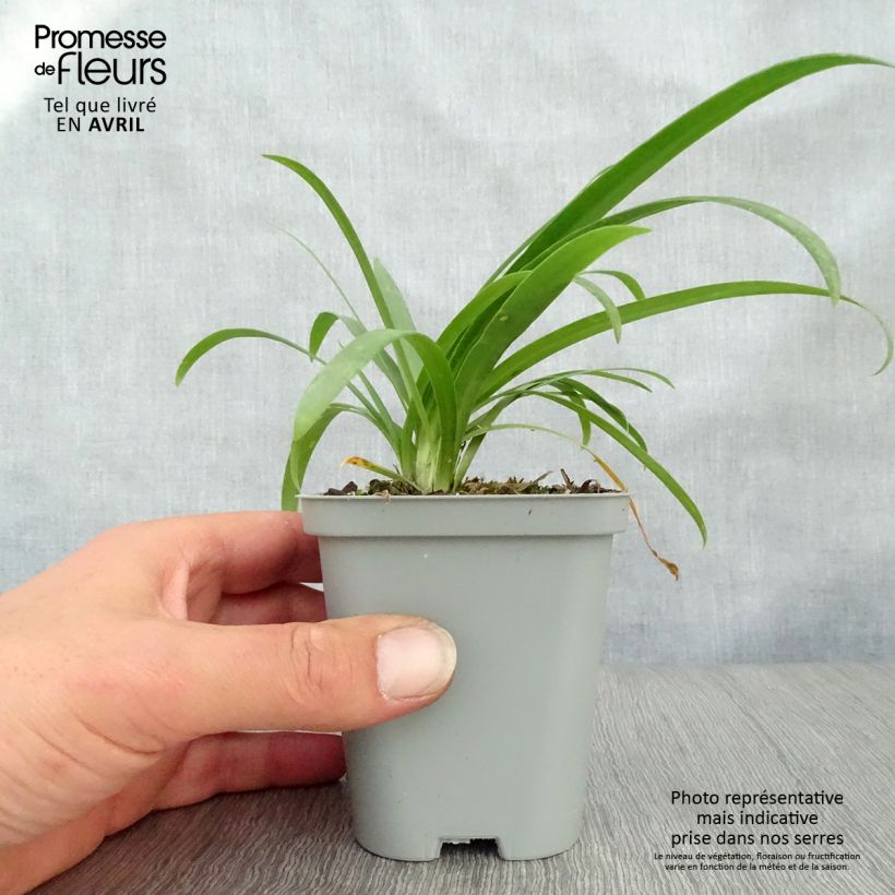 Example of Sinisarja Pretty Sandy Godet de 8/9 cm as you get in printemps