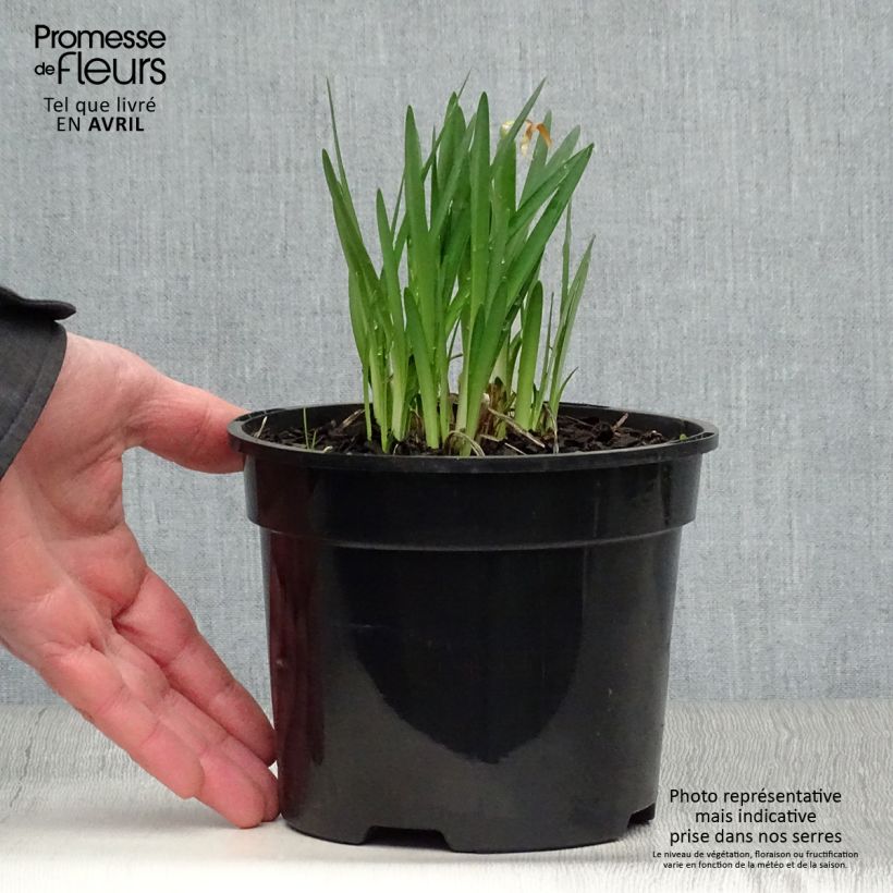 Example of Sinisarja Pretty Sandy Pot de 2L/3L as you get in printemps