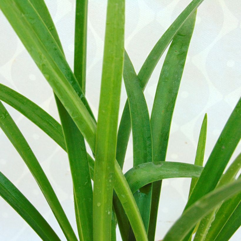Sinisarja Purple Cloud (Foliage)