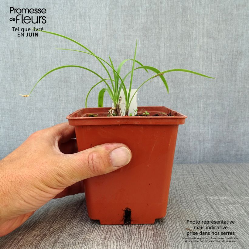 Esimerkki kesällä toimitetusta Sinisarja Purple Cloud Pot de 1L/1,5L-taimesta