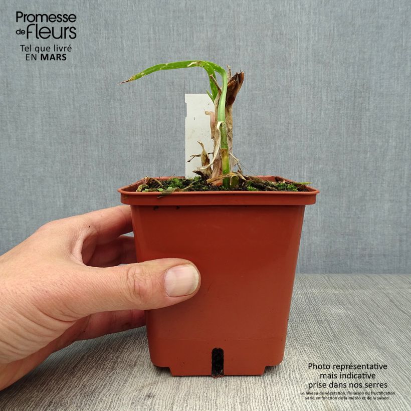Example of Sinisarja Purple Cloud Pot de 1L/1,5L as you get in printemps