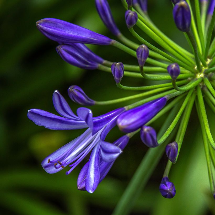 Sinisarja Purple Cloud (Flowering)