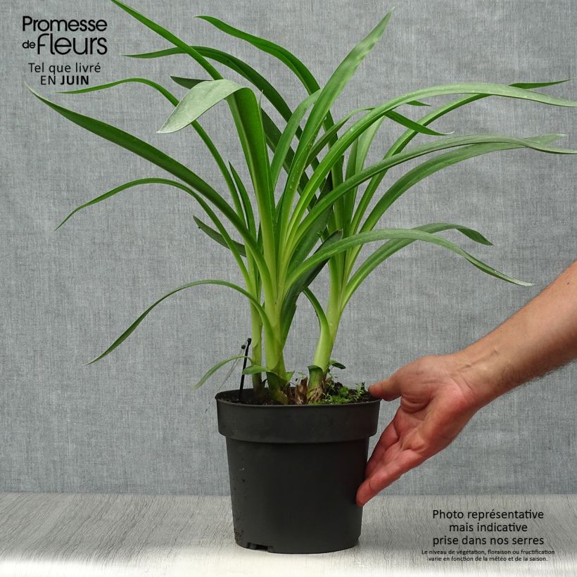 Esimerkki kesällä toimitetusta Sinisarja Purple Heart Pot de 2L/3L-taimesta