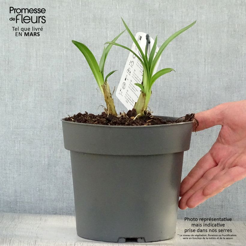 Example of Sinisarja Purple Heart Pot de 2L/3L as you get in printemps