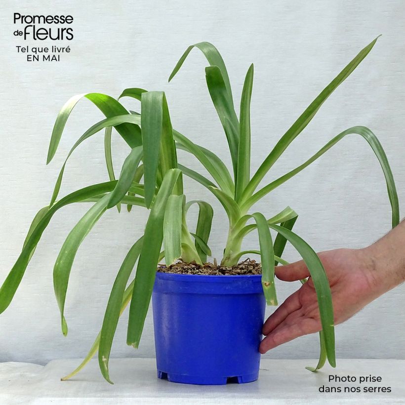 Example of Sinisarja Queen Mum Pot de 2L/3L as you get in printemps