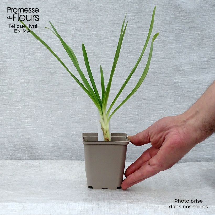 Example of Sinisarja Queen Mum Godet de 8/9 cm as you get in printemps