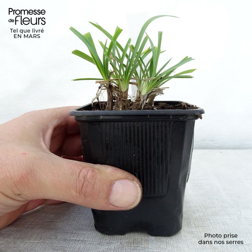 Example of Sinisarja Rosewarne Godet de 8/9 cm as you get in printemps