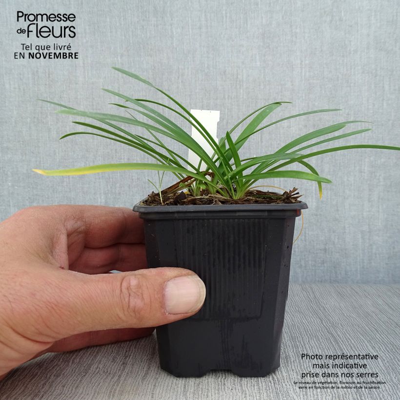 Esimerkki syksyllä toimitetusta Sinisarja Rosewarne 8/9 cm taimiruukku-taimesta