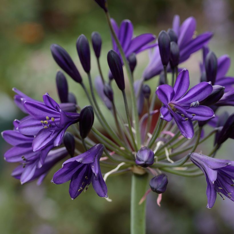 Sinisarja Royal Velvet (Flowering)