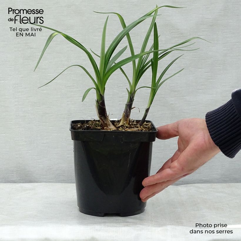 Example of Sinisarja Royal Velvet Pot de 2L/3L as you get in printemps
